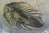 Spiny Kolihapeltis Trilobite - Rare Species #164518-5